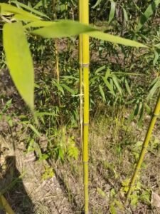 BFL-LM1 Tactical Compound Bow Kit – Includes Electronic Night Vision Scope, Telescopic Anchor Guide