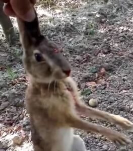 BFC-F20 Ultimate Compound Bow Set – With Digital Night Vision&Anchor Trainer